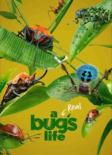 虫虫历险记 第一季